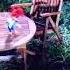 Woody Woodpecker Really Pinecone
