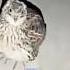 Female Quail Call Mada Batair Ki Awaz Kirk کرک بٹیری کی آواز Quail Commonquailsounds