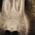 Ferocious Face Off Between Baboons And Lionesses Serengeti BBC