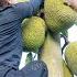 Harvesting 50KG Of Honey Jackfruit Use 3 Wheeled Truck To Sell At Countryside Market Farm Life