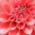 Yuriko Nakamura Lovely Eyes Piano Instrumental Happy Love Music