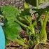 How To Build A FREE DIY Garden DIP IRRIGATION System With Milk Jugs