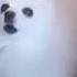 Gabe The Dog Coffin Dance