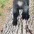 Baby Pygmy Goats Are The Best Running Pilgor Goatsimulator Goat