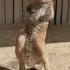 Funny Kangaroo Dance