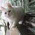 Cute White Cat Jumping From Piano