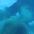 Spearfishing Hawaii Da Mix Bag