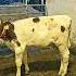 Red Calves For Sale From Hiccup