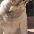 She Is Over Weight Cute Winnie Needs To Get Slim Shorts Youtubeshorts Shortvideo Viral Dog