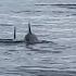 Listen To The Dolphins Chirping Dolphin Dolphins Whalewatching Whales Whalesofinstagram