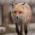 The Red Fox S Walk In Stunning Slow Motion RedFox SlowMotion NatureBeauty WildlifePhotography Fox