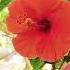 Nokia Phone Tune L Nokia L Ringtone Nokia Ringtone Travel Flowers