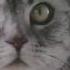 Whiskas Реклама