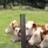 Grazing Cows Rush To Listen To Accordion Music