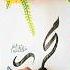 Muhammadﷺ Name Arabic Calligraphy Arabiccalligraphy Art Shorts