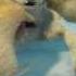 Ice Age 4 Continental Drift Official Trailer HD HQ