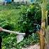 I Planted Some Vegetable In My Front Yard In The Rainy Season