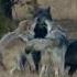 Alpha Wolf Summons The Pack