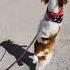 Doggin Around The World And Turnin Up The Sunshine Comedyshorts Funnydogvideos Doglife Dogmom