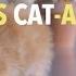 Halifax S Cat Astrophe