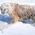 Beauty And Magnificence Of Great Beast Siberian Tiger