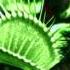 The Magus Meat Eater Technoid Breakcore