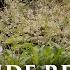 Dan Gibson S Solitudes The Comfort Of Home Lakeside Retreat