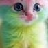 Cat Sings A Song AI Generated Singing Cat Cat Catlover Funny Catlover