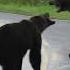 Epic Grizzly Bear Fight