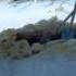 Hop Frog By Edgar Allan Poe