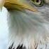 THE BALD EAGLE LIED TO US