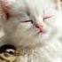Softly Asleep A Gentle Kitten S Daydream DaydreamKitten FluffyCat PeacefulNap