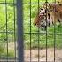 Siberian Tiger Tygr Ussurijský ZOO Opole Poland