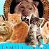 MGM UA FAMILY ENTERTAINMENT LOGO 1999 2008 For Pink Panther J And Shelvy Ritter Bloo J