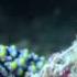 Living Together A Guide To Symbiosis On Coral Reefs