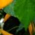 Tequila Sunrise Sweet Pepper Capsicum Annuum PLANT REVIEW Pepper