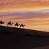 A Desert Caravan Moves Through Sand Dunes At Sunset