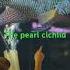 Solomon The Pearl Cichlid Geophagus Brasiliensis Troublemaker Aquarium Exoticaquariumfish