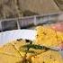 Soft Spongy Dhokla At Home Easy Recipe Dhoklarecipe Dhoklalover Shorts Ytshort Dhokla