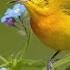 Relaxing Music With Birds Singing Beautiful Piano Music Guitar Music By Soothing Relaxation