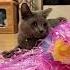 Bubbles The Cat All I Want Is You Russian Blue Chat Gato Кот חתול Katze قط Kucing Pls Subscribe