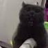 The Most Evil Cat Shorts Cat Kitten Evil Laugh