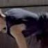 Schwarzkopf Commercial 2009 Netherlands