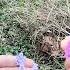 Flying Horse Kinder Surprise Egg 60 Giveityourbestshort Learnshorts Opening Shorts Playwithme