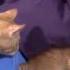 Происхождение и одомашнивание кошек Spaß Katzen