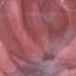 Vore Stomach ASMR Ambience