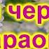 КАРАОКЕ АХ ЧЕРЁМУХА БЕЛАЯ КАРАОКЕ ПОЁМ ВМЕСТЕ КАРАОКЕ ПЕСНЯ ДЛЯ КОМПАНИИ