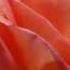 Aqua ROZES ARE RED Dum Di Da Di Da
