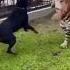 Rottweiler Vs Tiger Rottweiler Rottweilerpuppy Aggressive Tiger Lion Fight Er