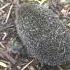 Wild Hedgehog Released Back In To Wild After Injury To Rear Leg Hornbeam Wood Hedgehog Sanctuary